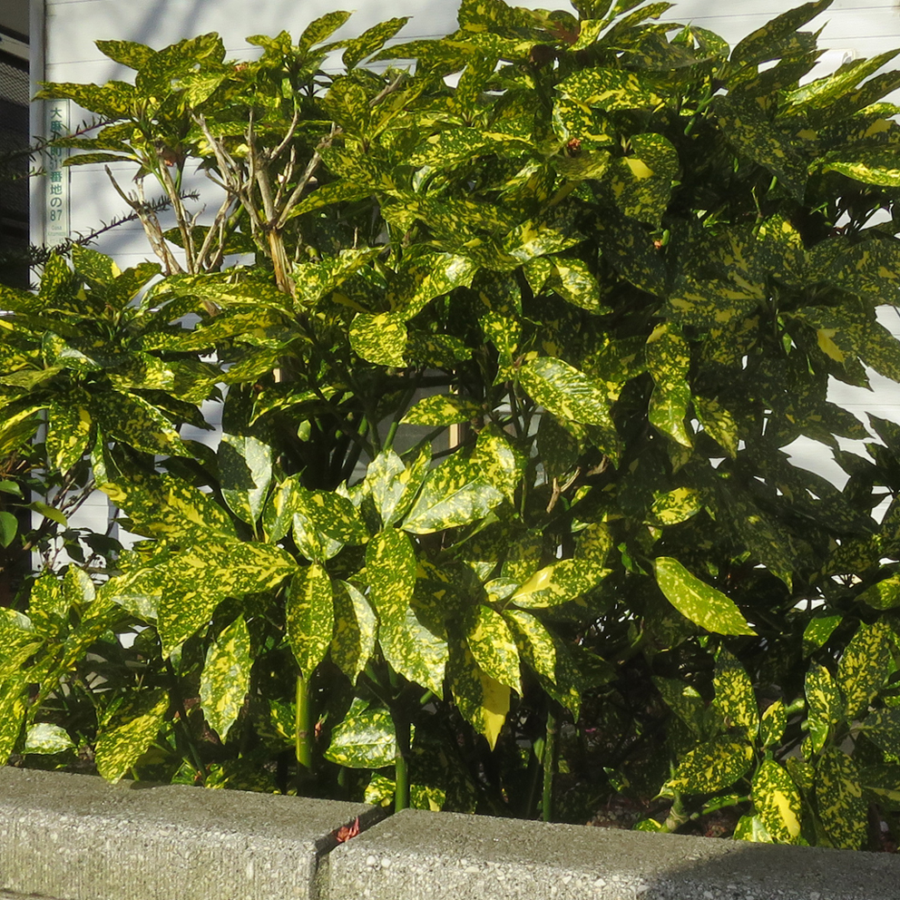 f:id:atarou:20201206064134j:plain