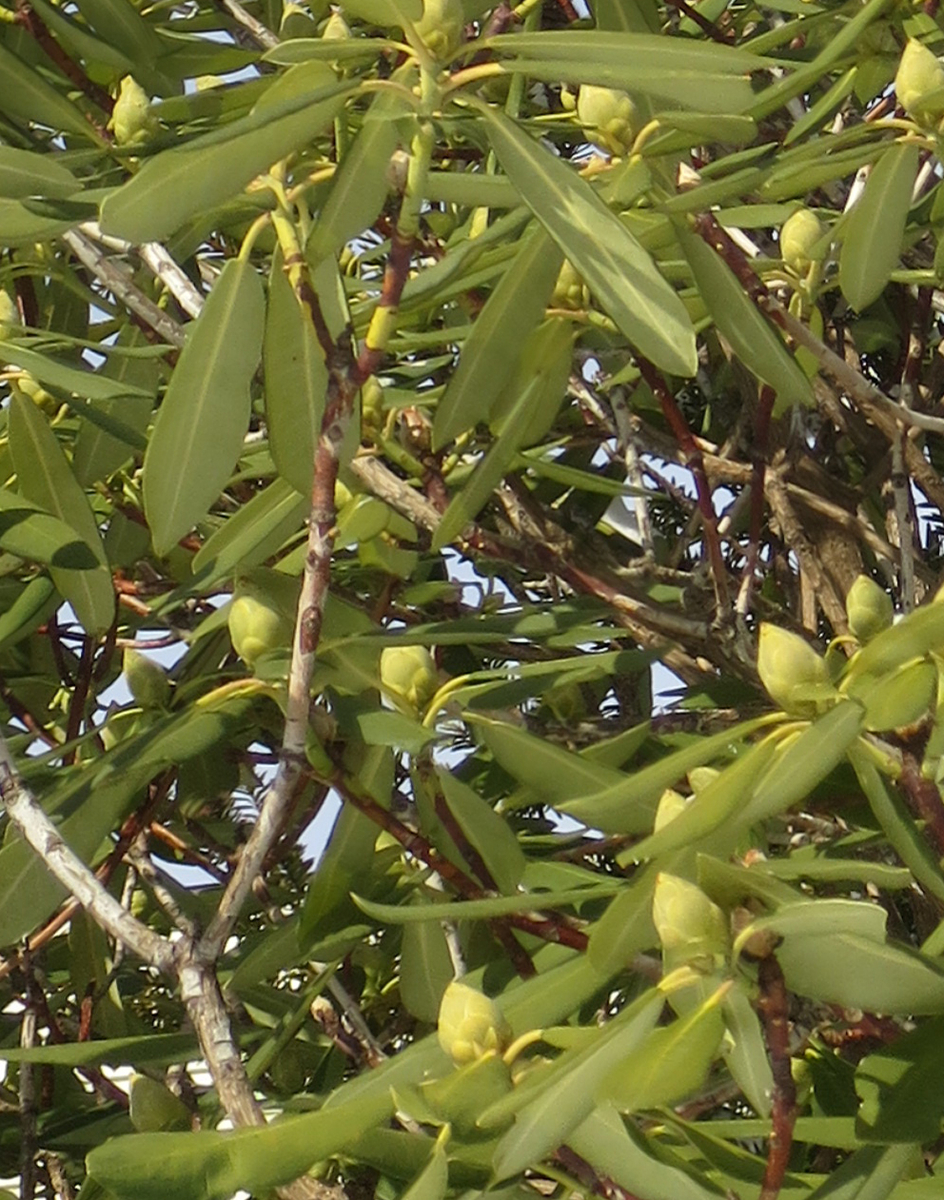 f:id:atarou:20201219070025j:plain