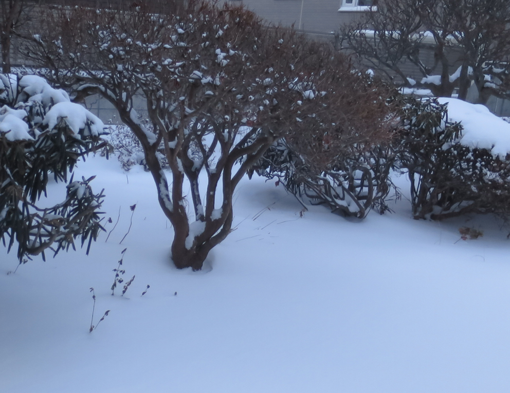 f:id:atarou:20201219070725j:plain