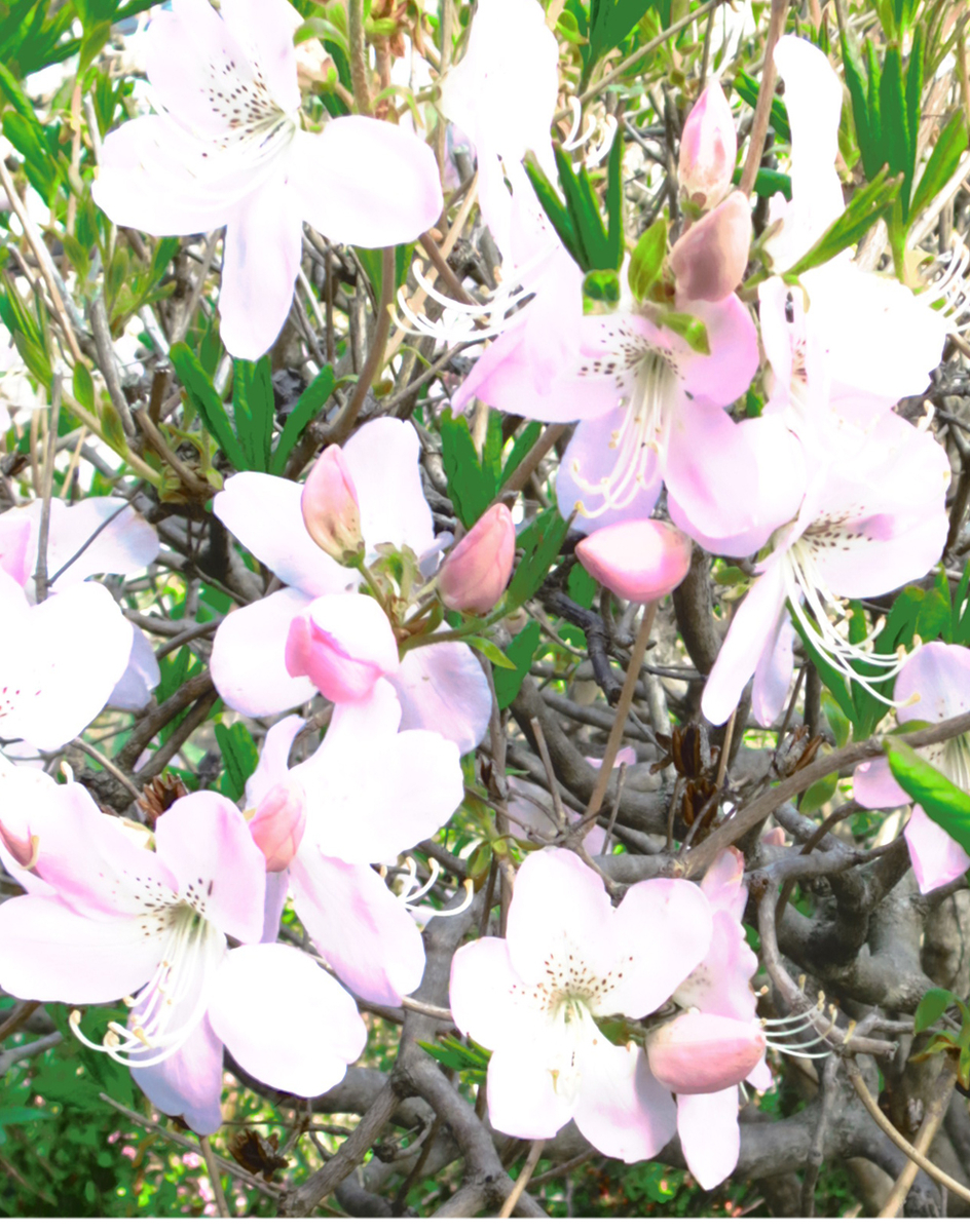 f:id:atarou:20210508202207j:plain