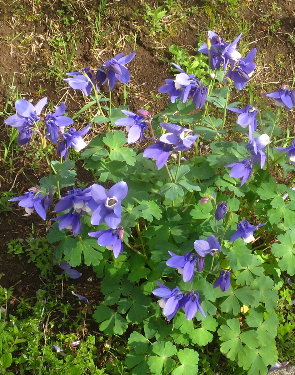f:id:atarou:20210530061122p:plain