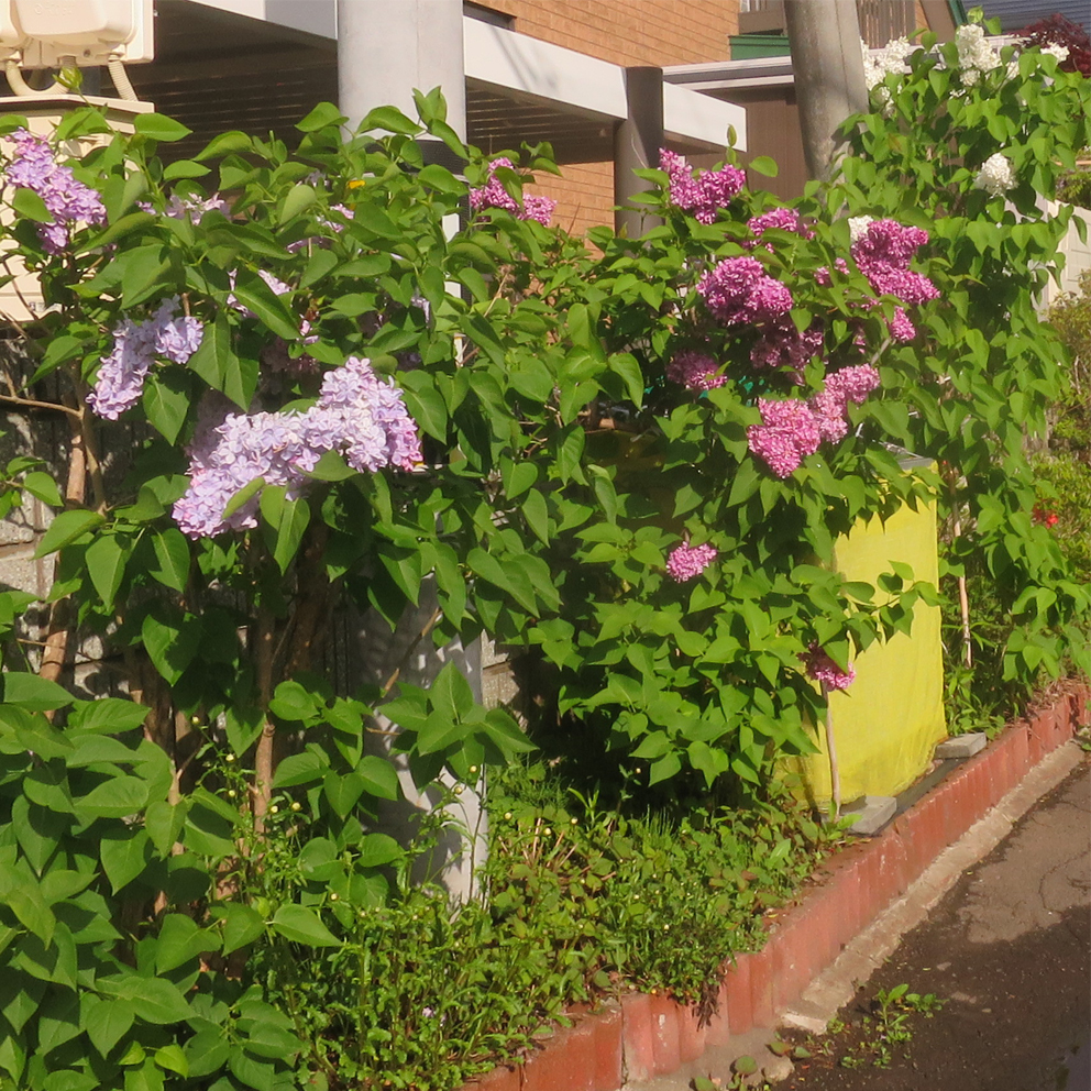 f:id:atarou:20210530061532p:plain