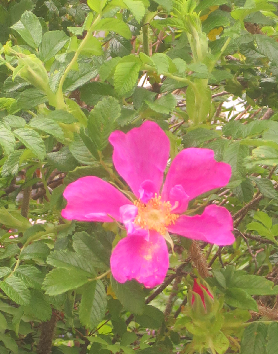 f:id:atarou:20210531065824p:plain