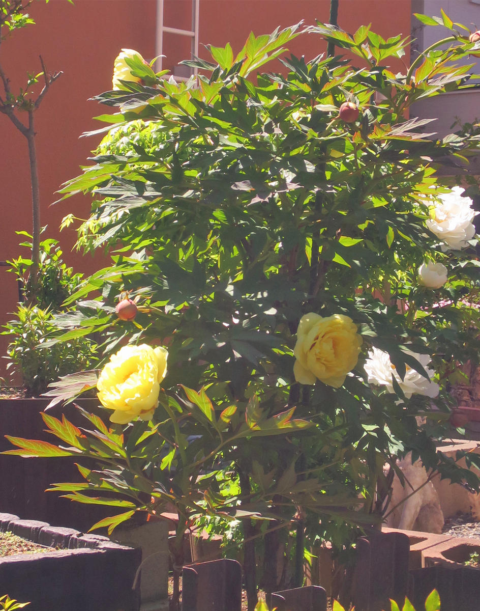 f:id:atarou:20210602063358p:plain