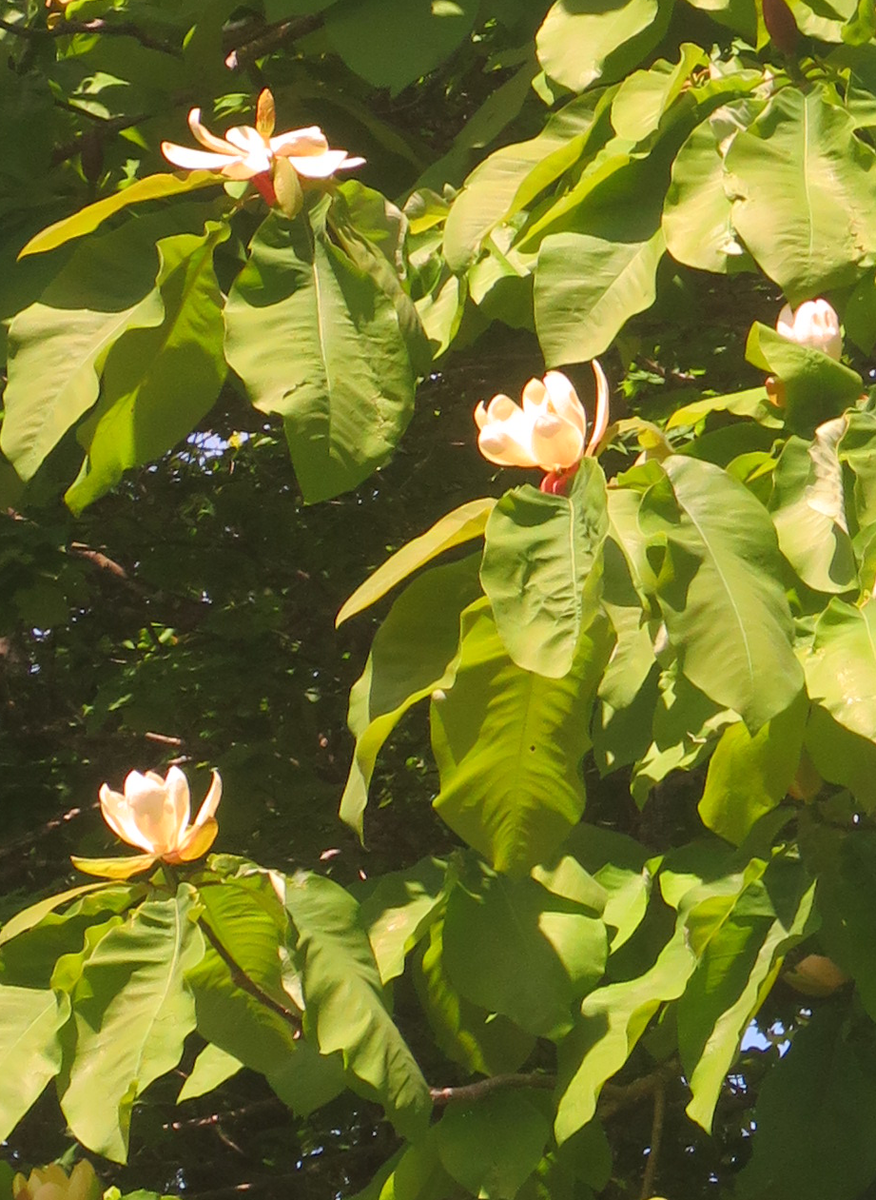 f:id:atarou:20210603061844p:plain