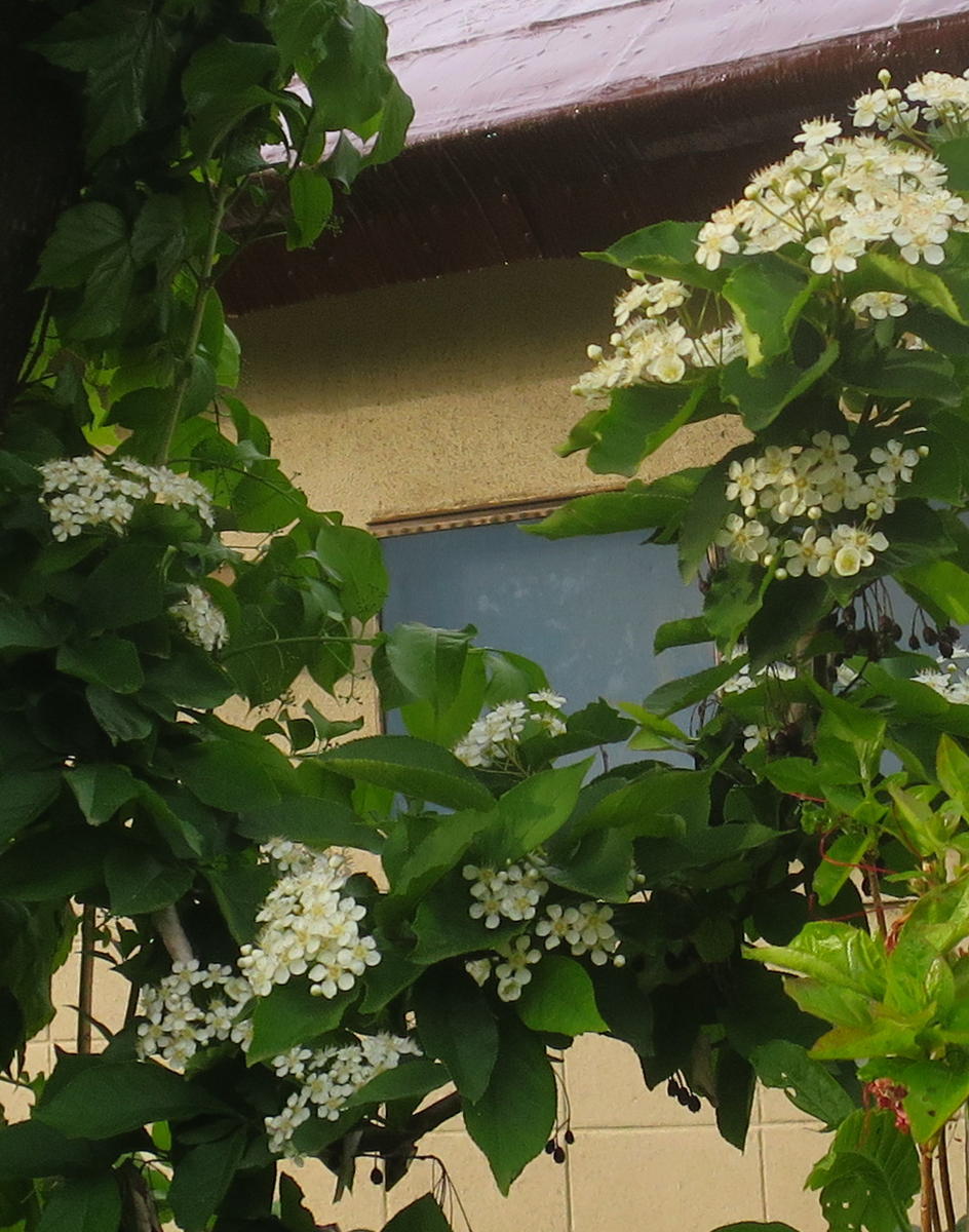 f:id:atarou:20210604065436p:plain