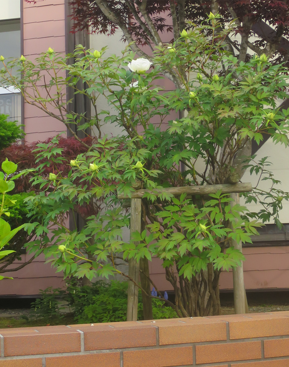f:id:atarou:20210604065617p:plain