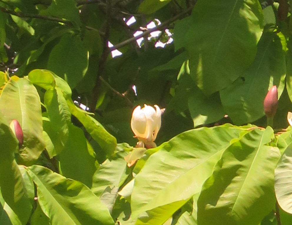 f:id:atarou:20210606055345p:plain