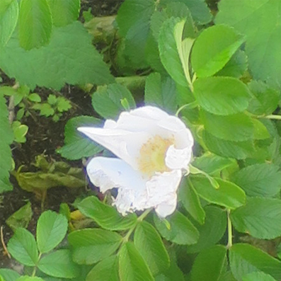 f:id:atarou:20210606060157p:plain
