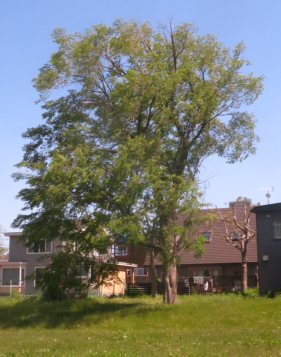 f:id:atarou:20210607055512p:plain