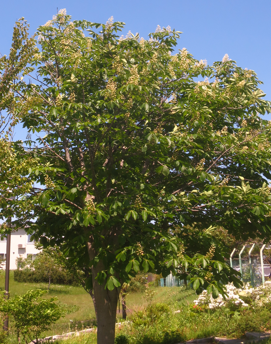 f:id:atarou:20210607055540p:plain