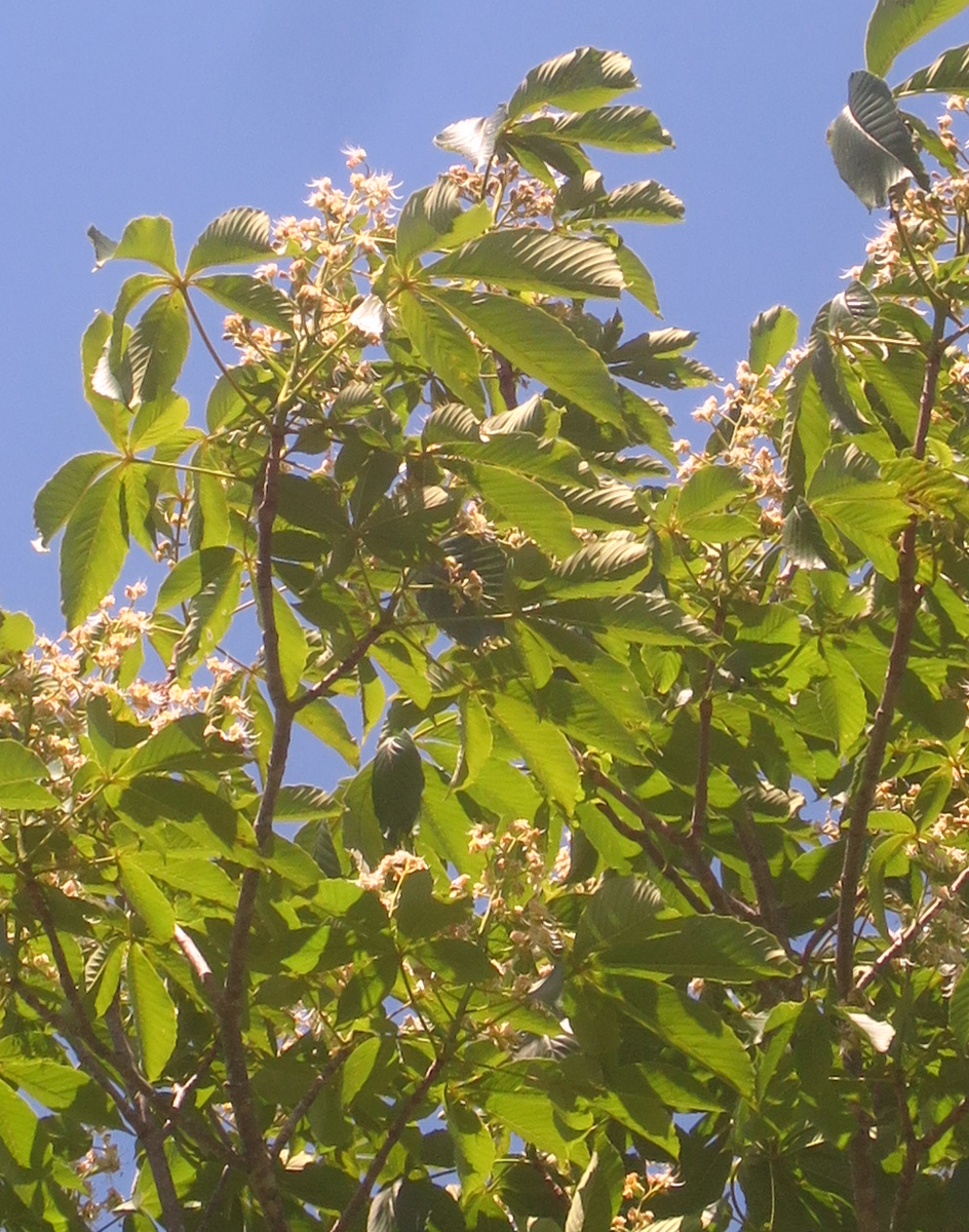 f:id:atarou:20210607055607p:plain