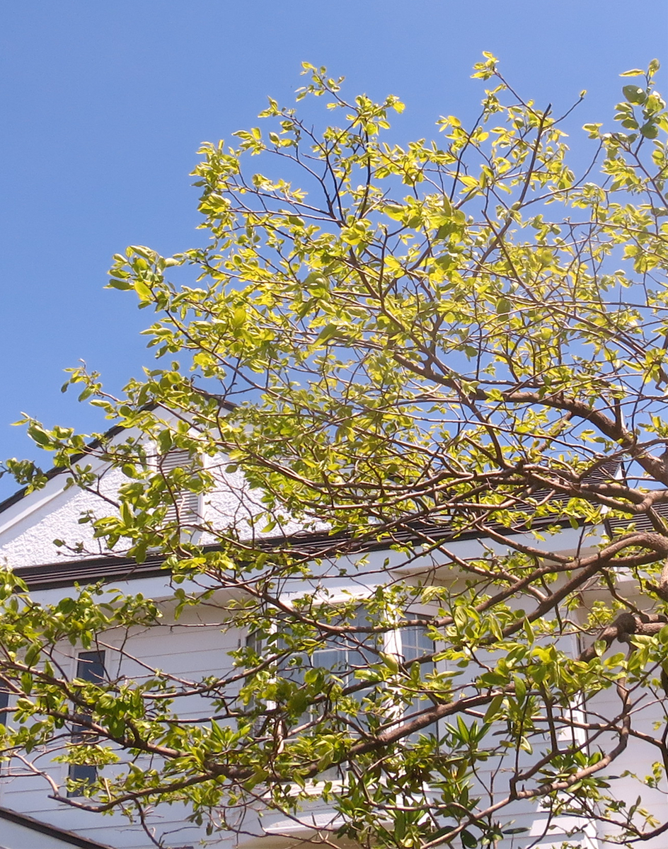 f:id:atarou:20210607061604p:plain