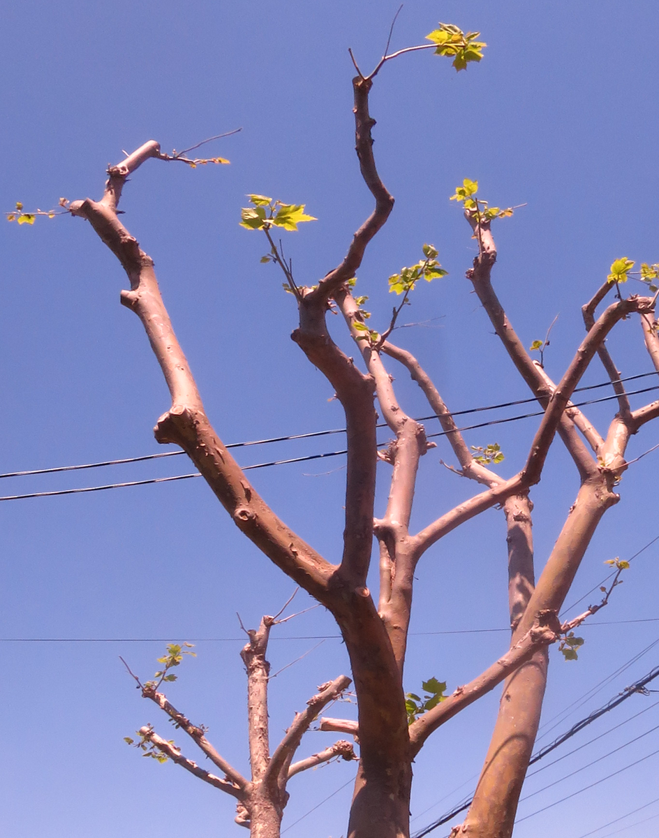 f:id:atarou:20210607061639p:plain