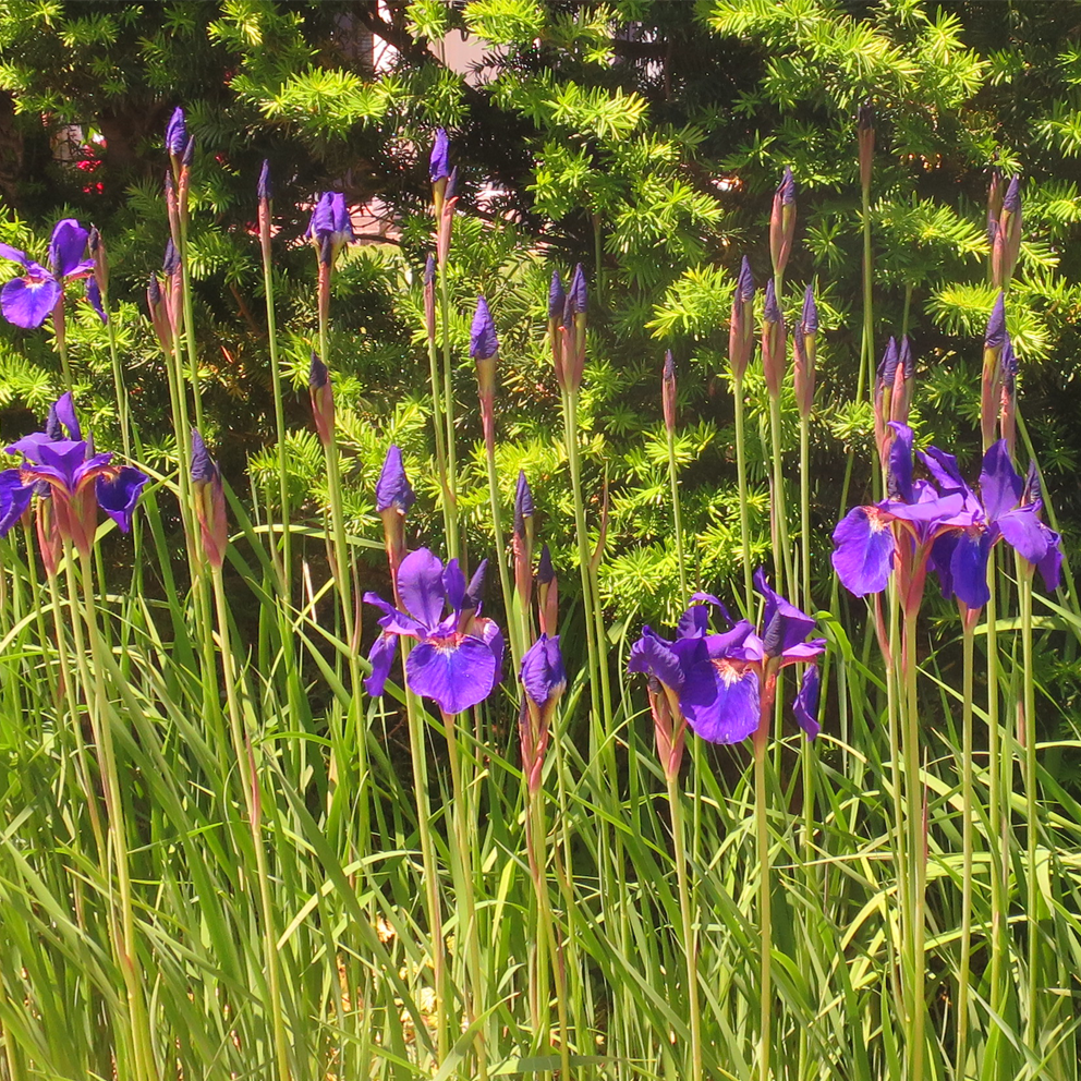 f:id:atarou:20210607062145p:plain