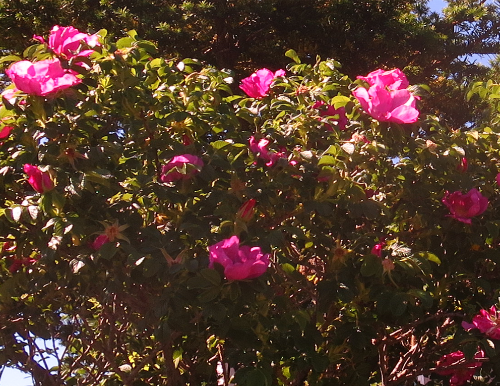 f:id:atarou:20210608063642p:plain