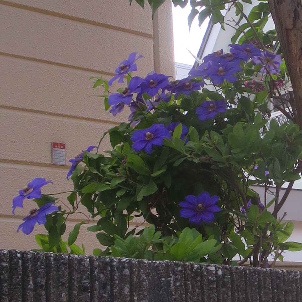 f:id:atarou:20210609064100p:plain
