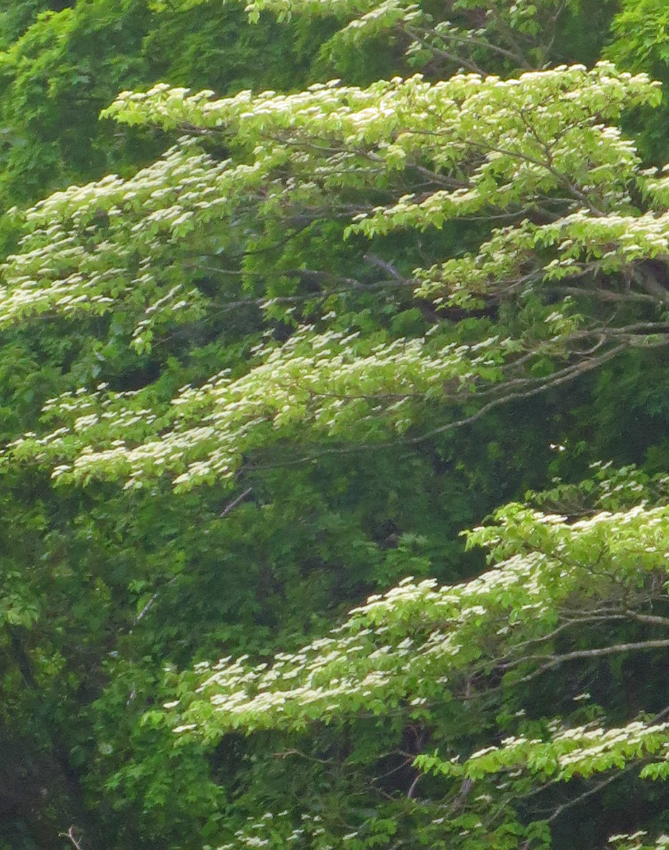 f:id:atarou:20210609065419p:plain