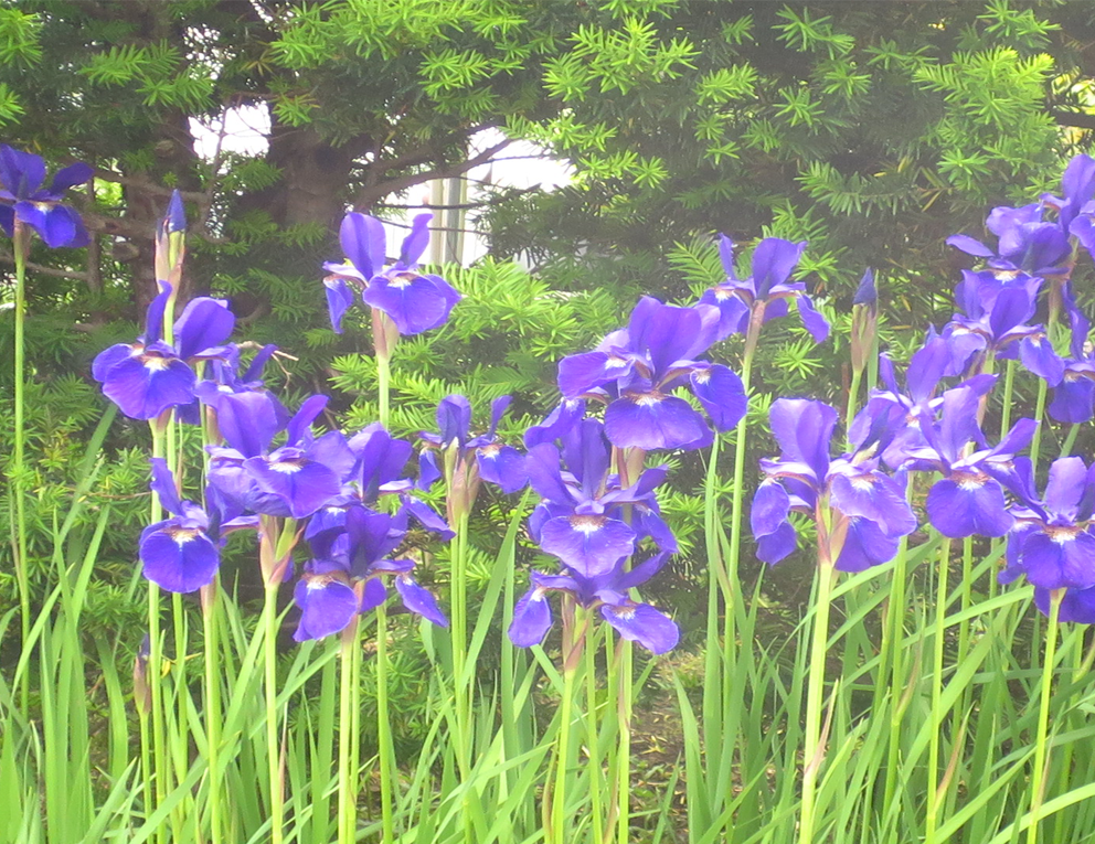 f:id:atarou:20210609065854p:plain