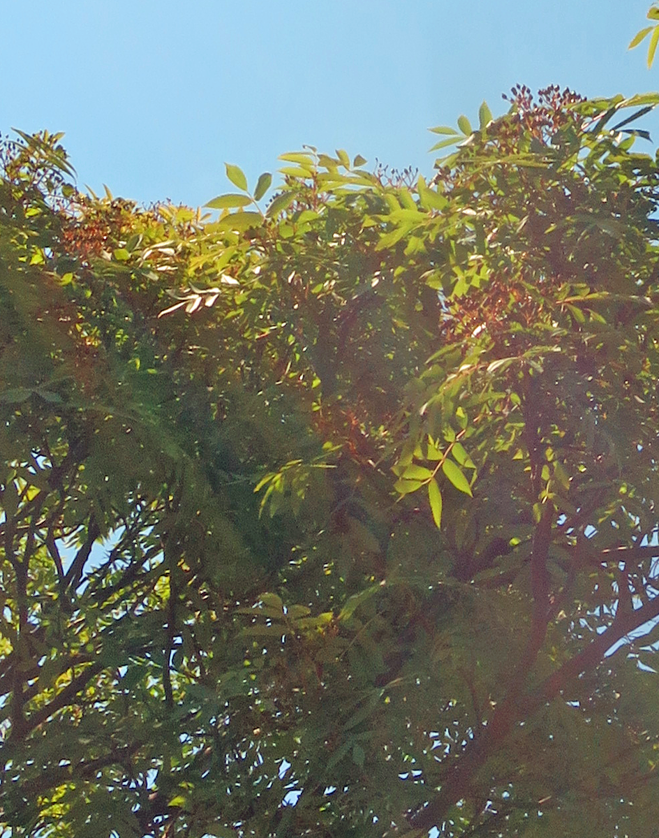 f:id:atarou:20210610061805p:plain