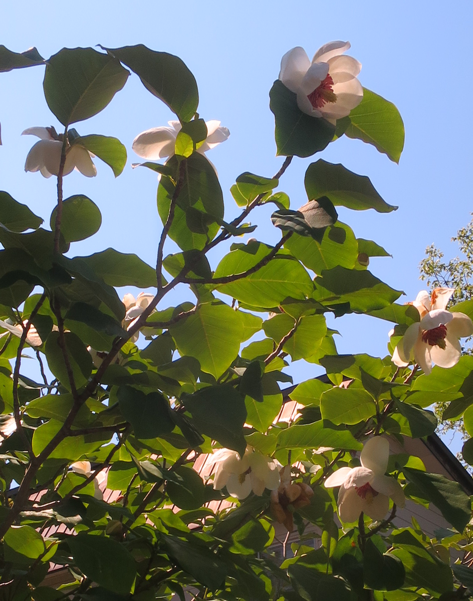 f:id:atarou:20210610062414p:plain