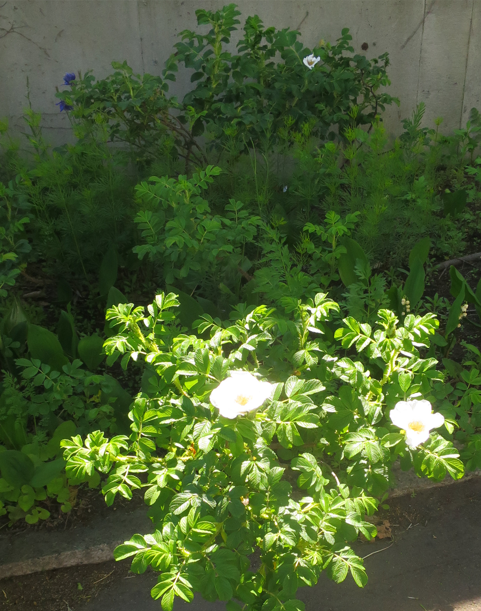f:id:atarou:20210610062507p:plain