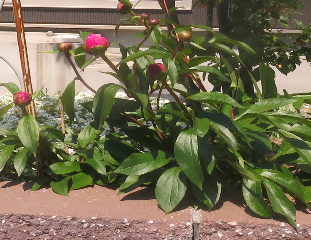 f:id:atarou:20210610062944p:plain