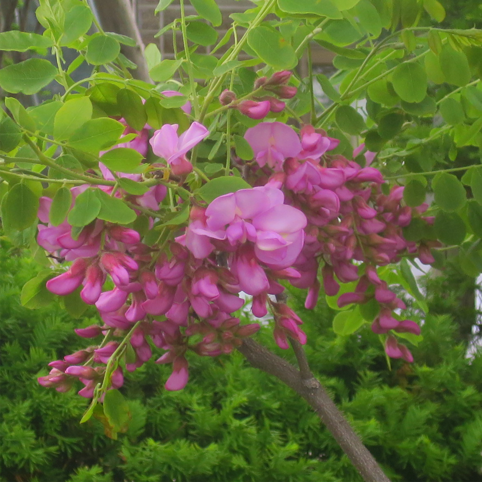 f:id:atarou:20210613060453p:plain