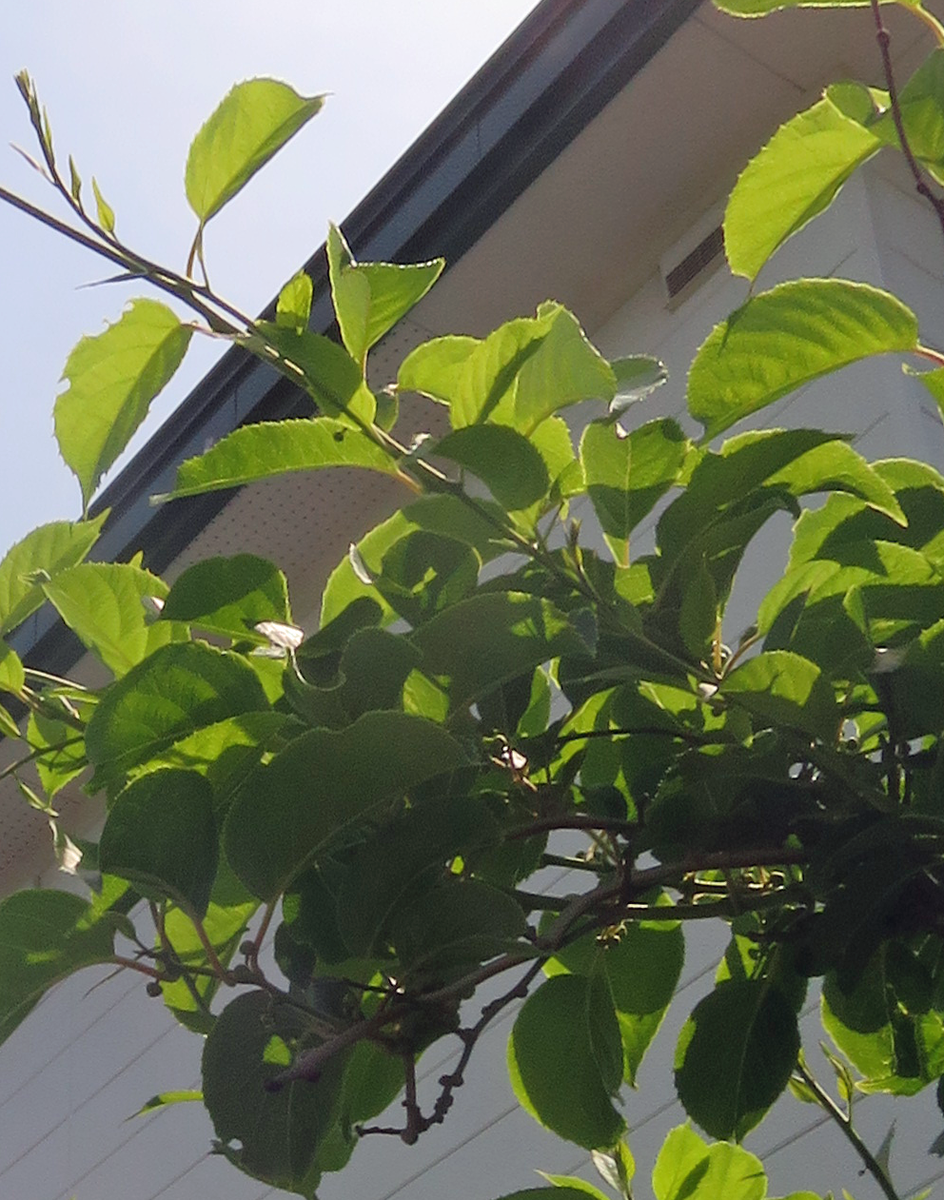 f:id:atarou:20210614062809p:plain