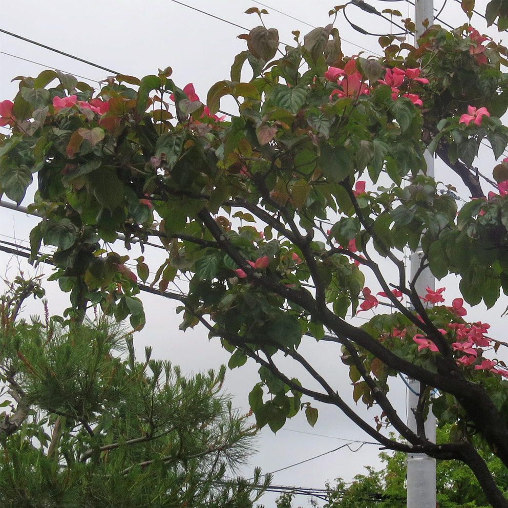 f:id:atarou:20210615060511p:plain