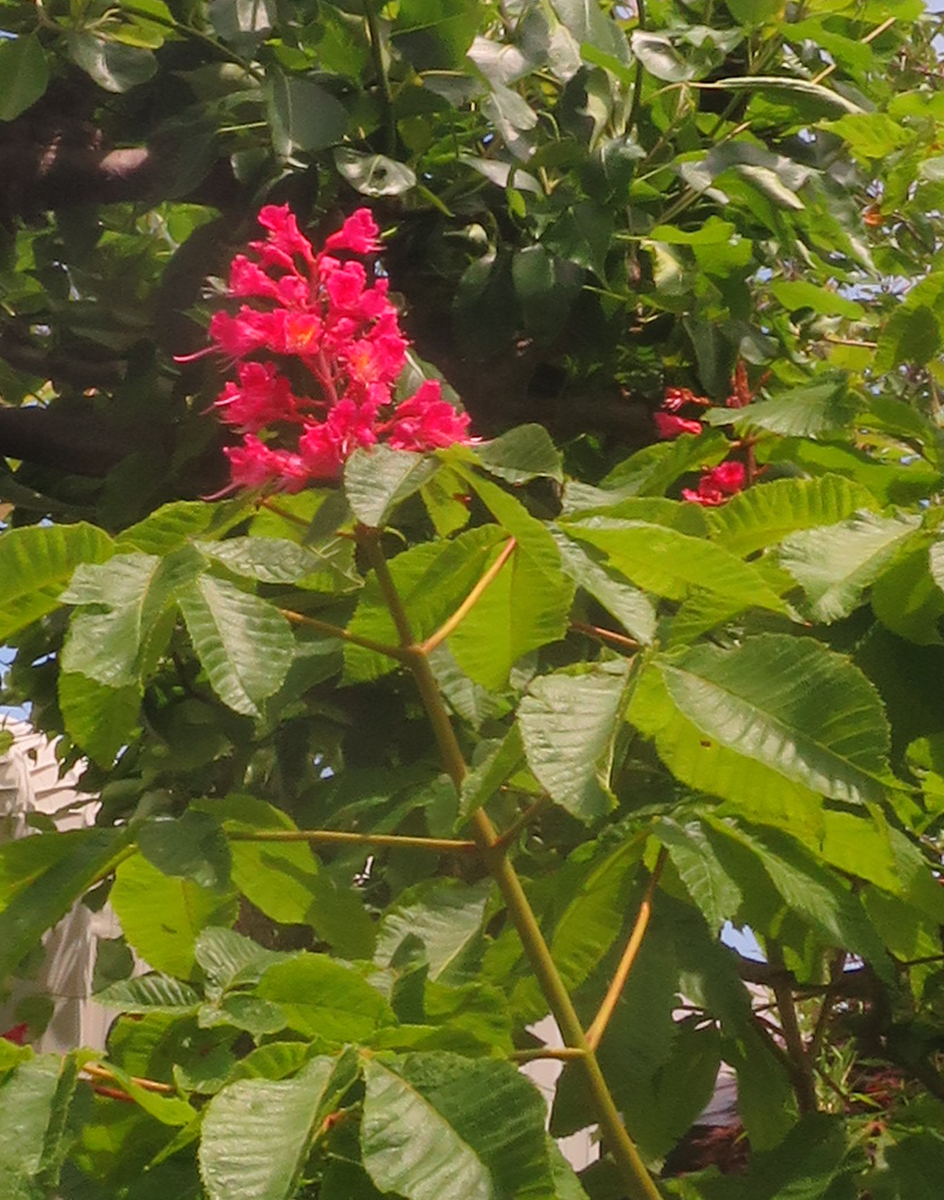 f:id:atarou:20210615061911p:plain