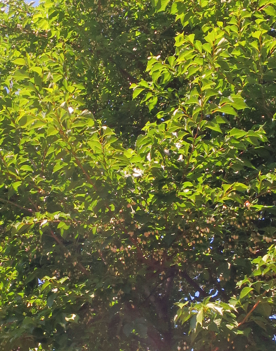 f:id:atarou:20210617063936p:plain