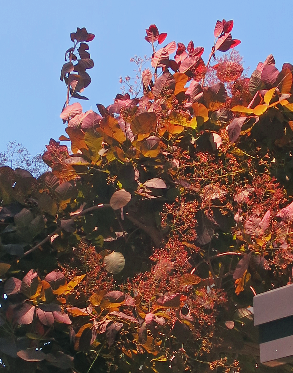f:id:atarou:20210618061638p:plain