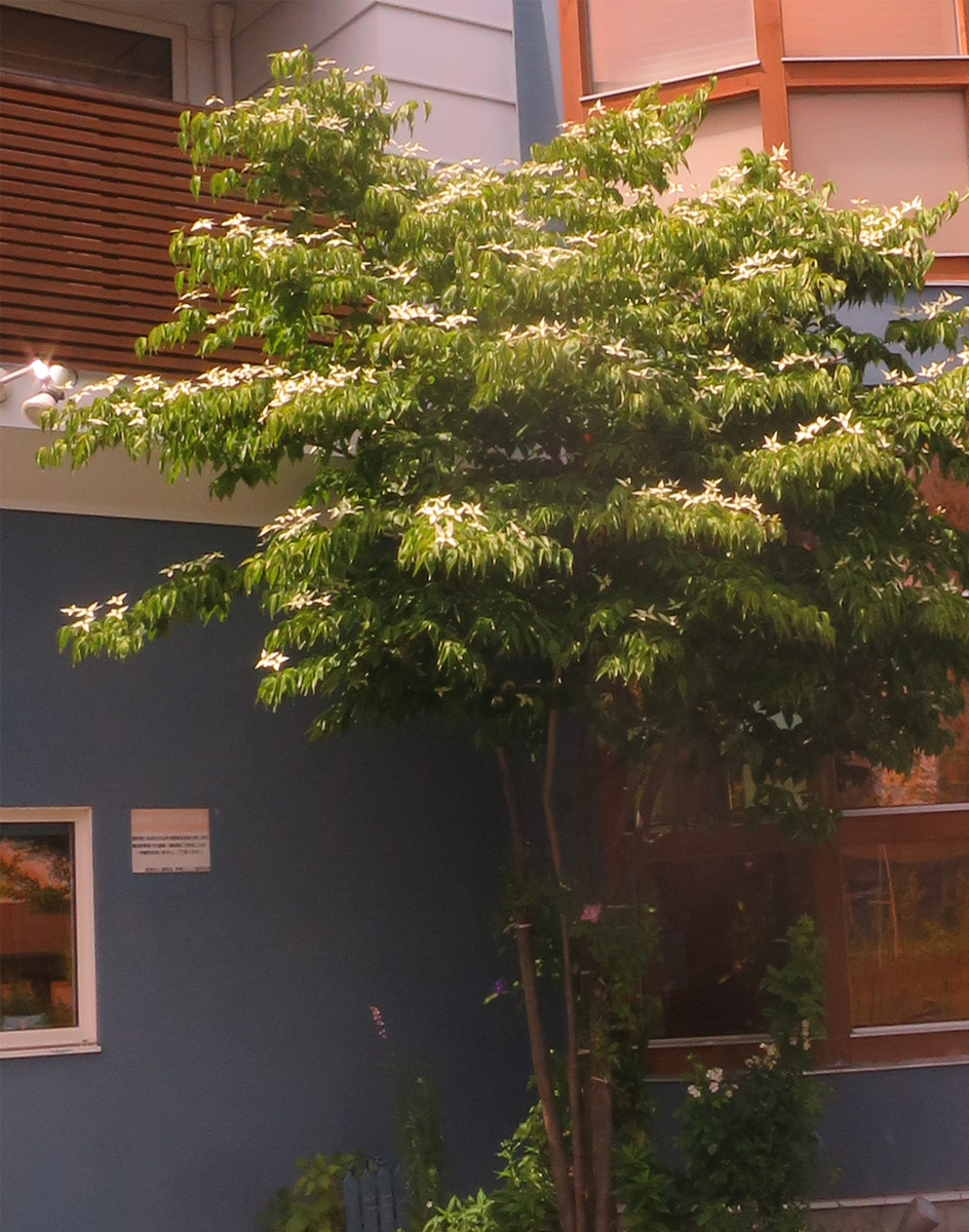f:id:atarou:20210619092935p:plain