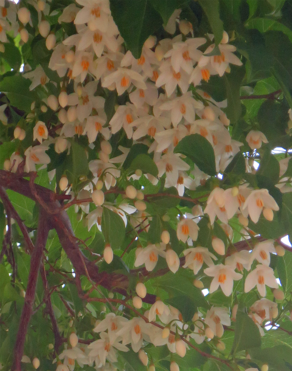 f:id:atarou:20210620063406p:plain