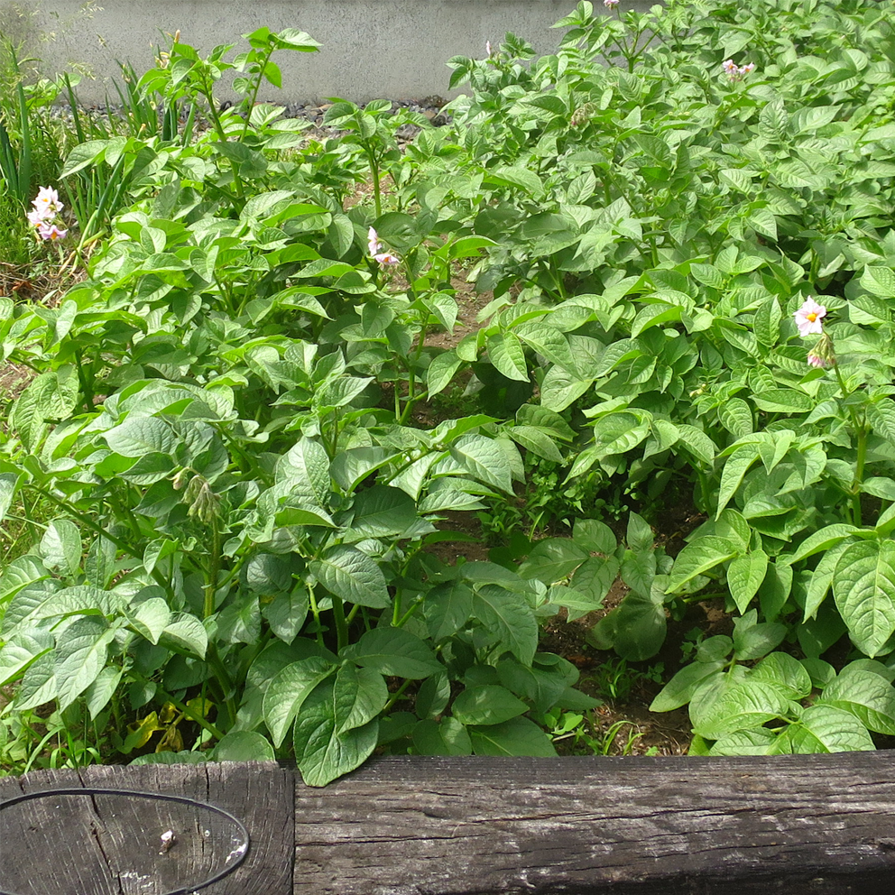 f:id:atarou:20210620064229p:plain