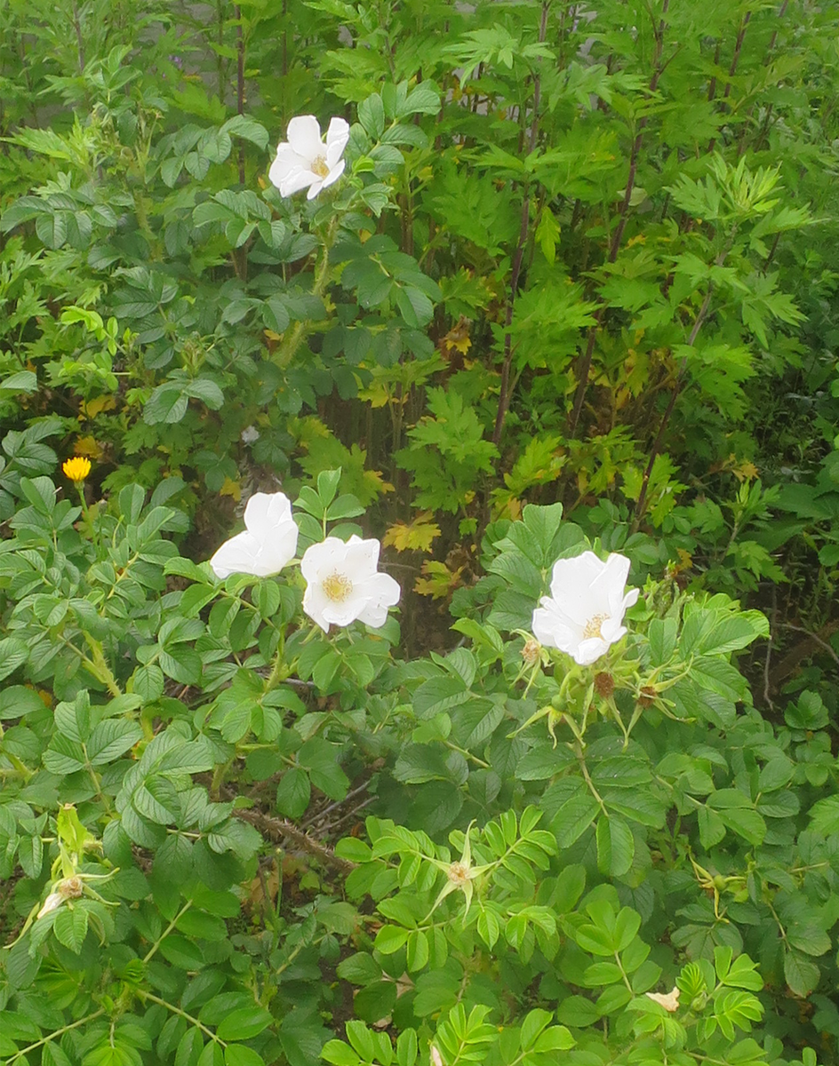 f:id:atarou:20210620064249p:plain