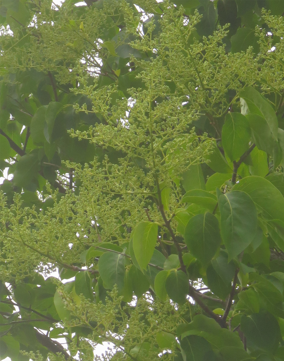 f:id:atarou:20210620064736p:plain