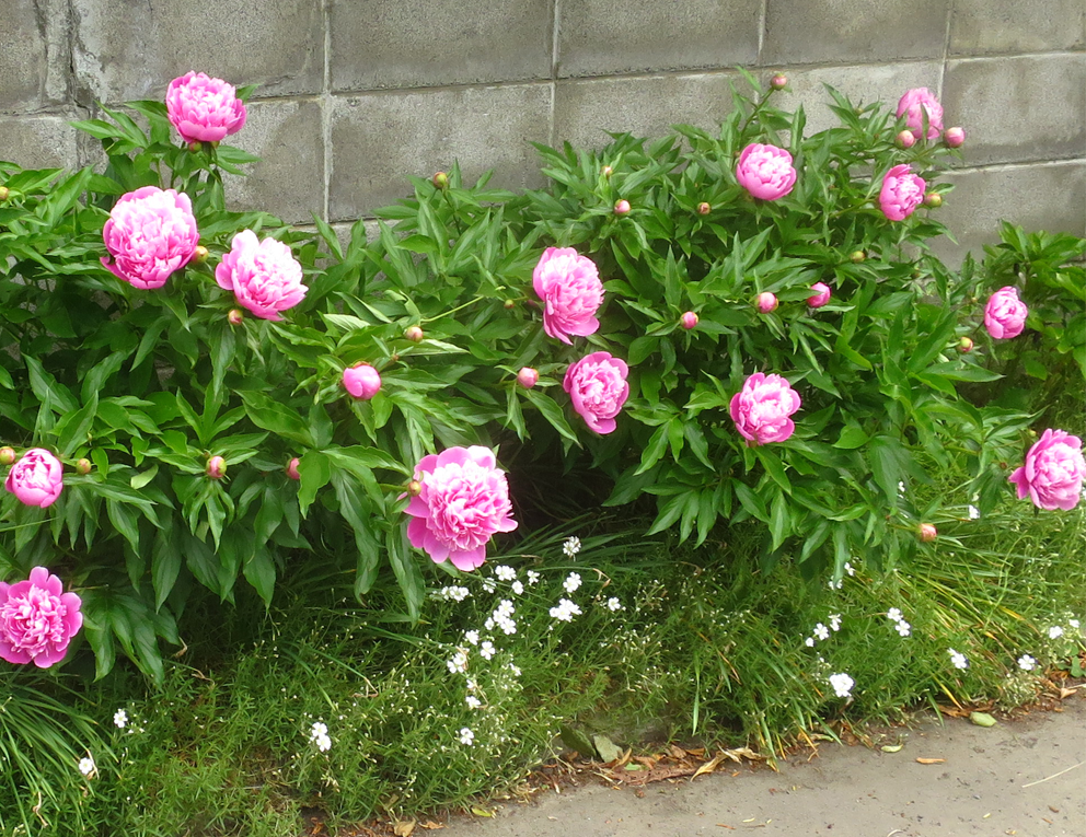 f:id:atarou:20210620065052p:plain