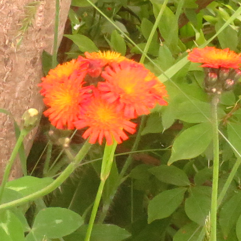 f:id:atarou:20210621062713p:plain