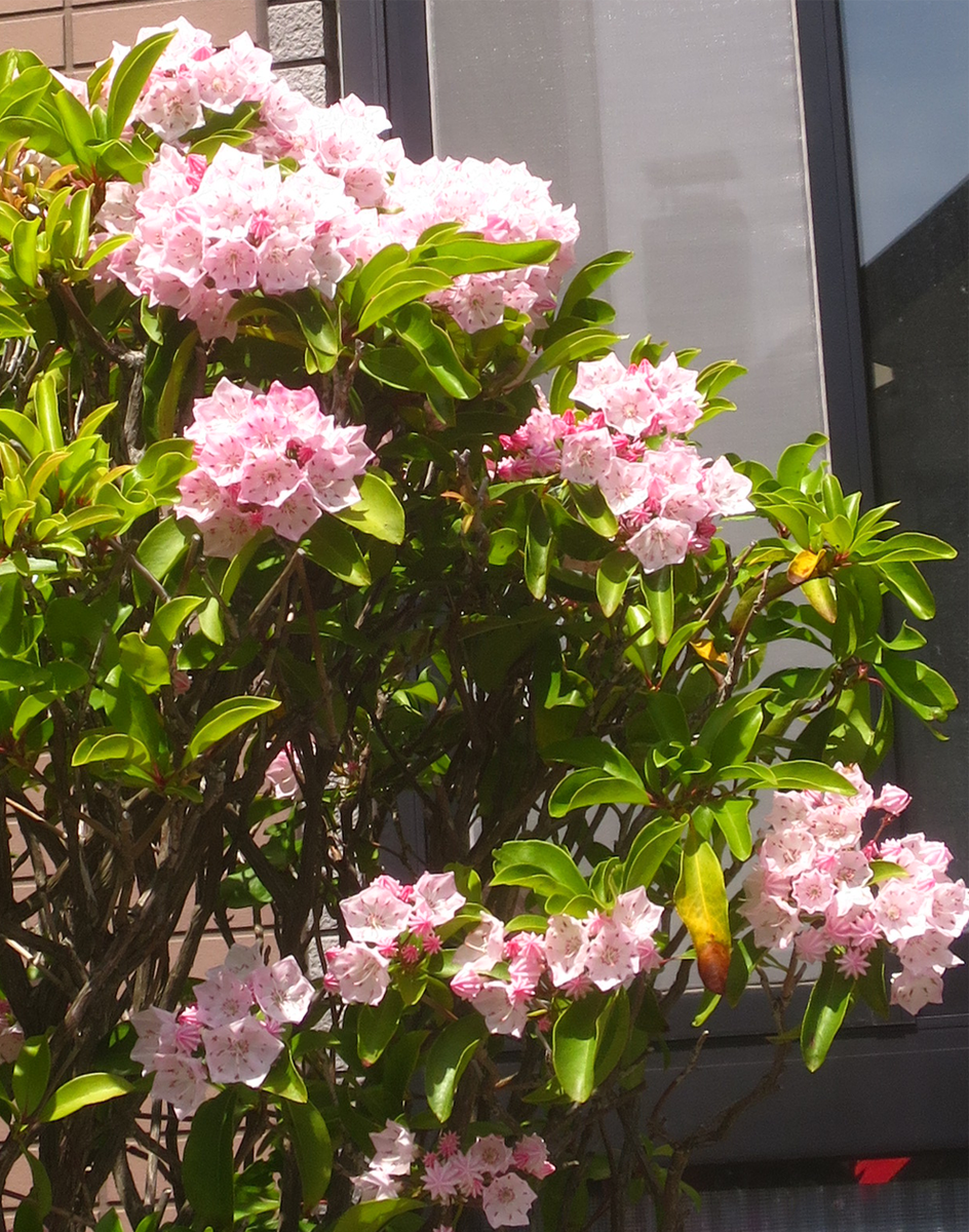 f:id:atarou:20210624063000p:plain
