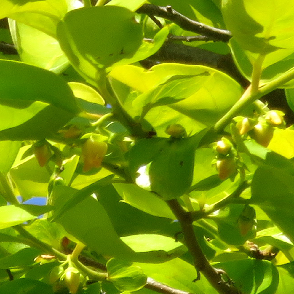 f:id:atarou:20210628063719p:plain