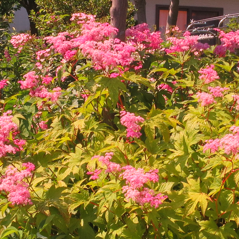f:id:atarou:20210629063955p:plain