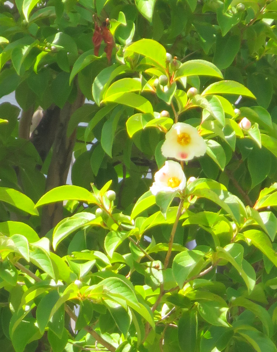 f:id:atarou:20210701062806p:plain