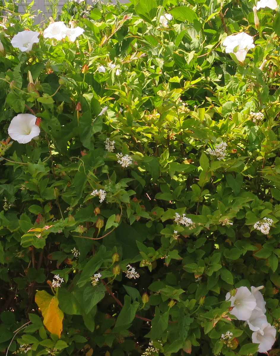 f:id:atarou:20210704064552p:plain