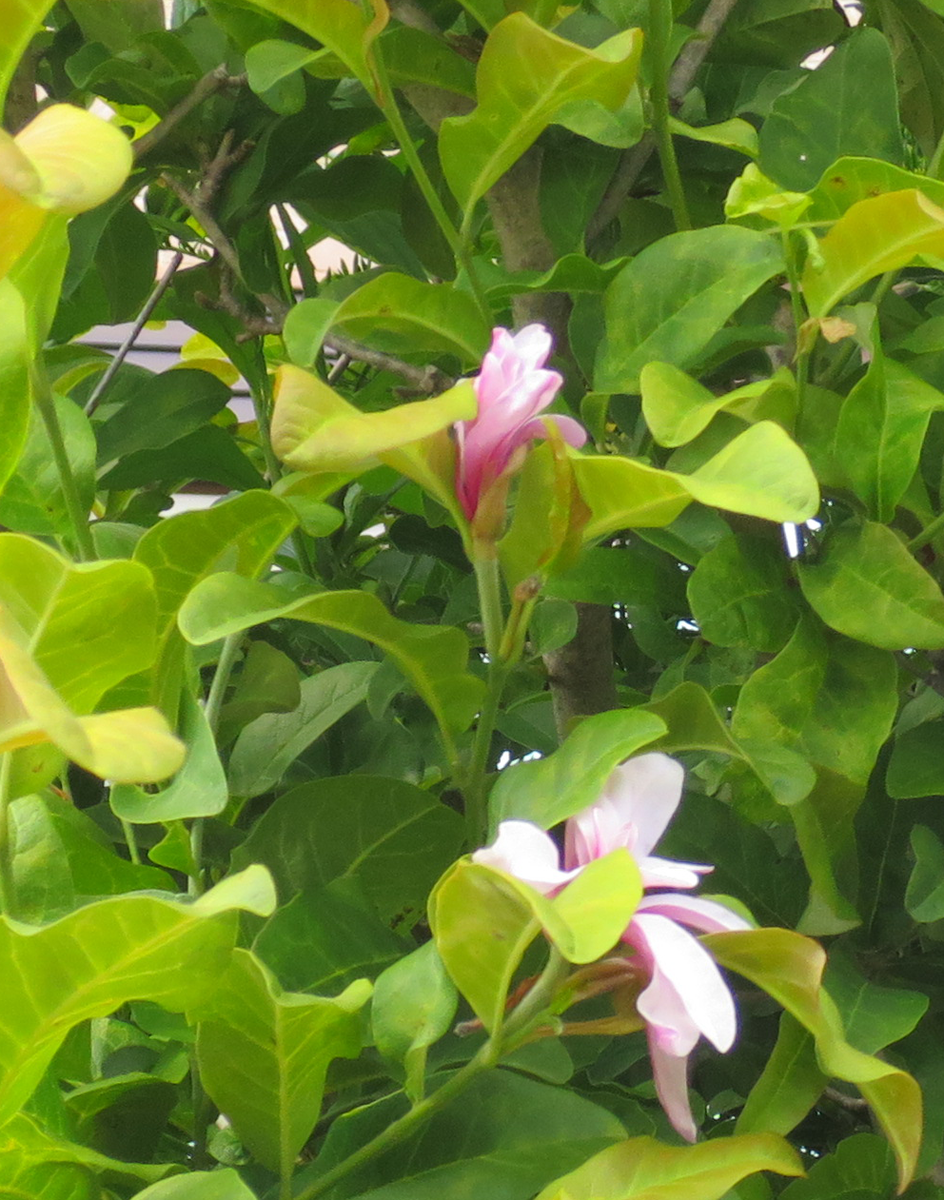 f:id:atarou:20210718060902p:plain