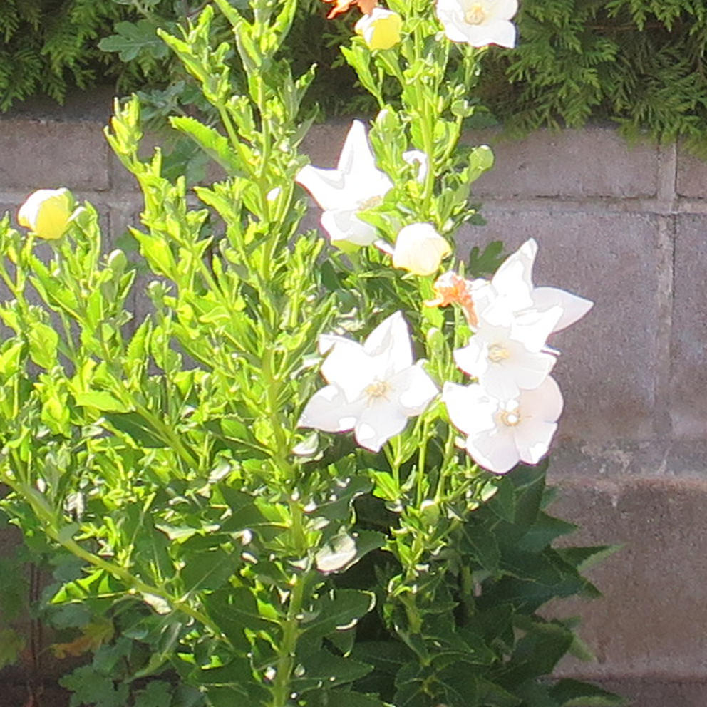 f:id:atarou:20210718061932p:plain