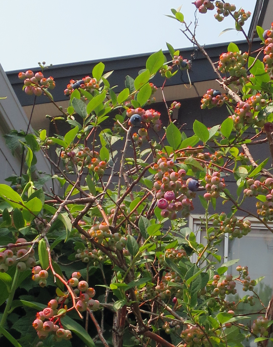 f:id:atarou:20210722062745p:plain