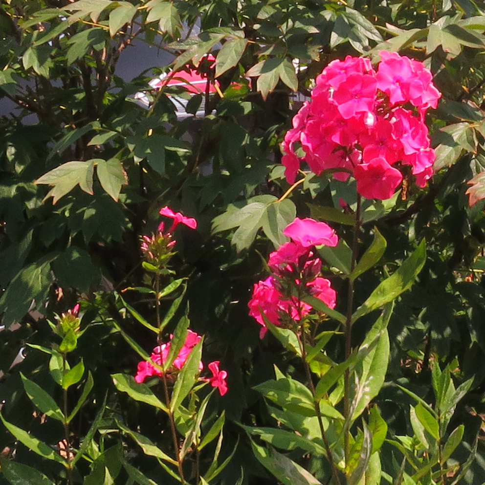 f:id:atarou:20210724060202p:plain