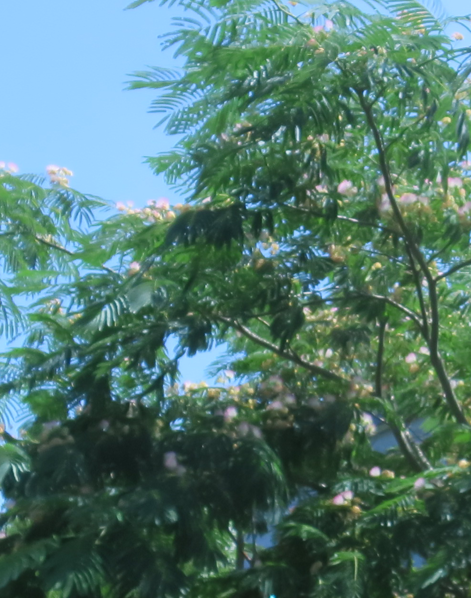 f:id:atarou:20210727064308p:plain